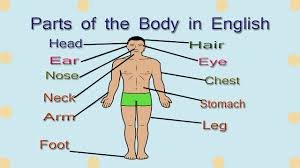 body parts name