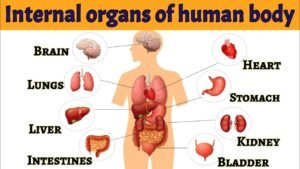 External Body Parts